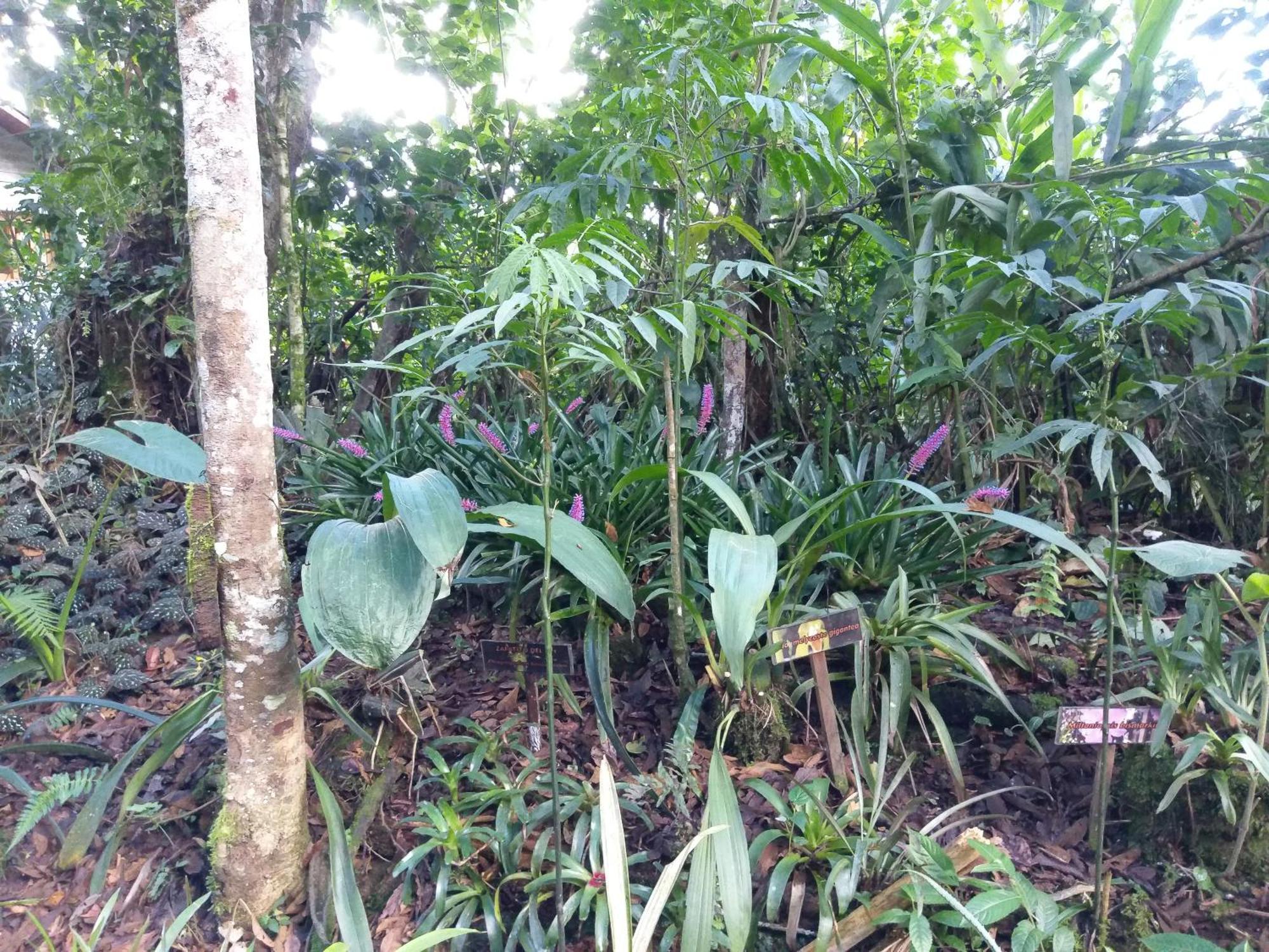Villa Refugio de Orquídeas Oxapampa Exterior foto