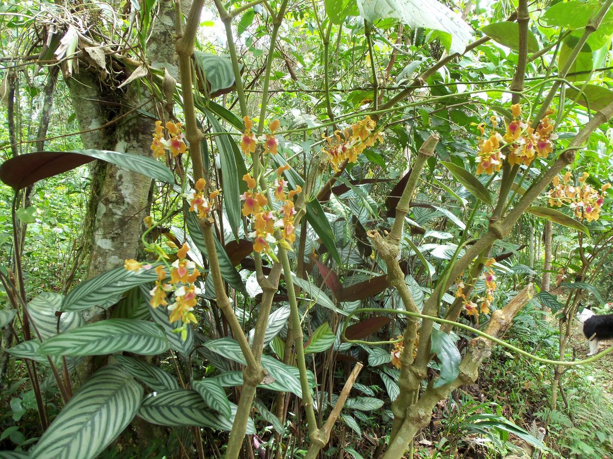 Villa Refugio de Orquídeas Oxapampa Exterior foto